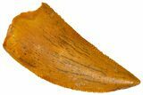 Serrated Raptor Tooth - Real Dinosaur Tooth #370279-1